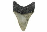 Serrated, Fossil Megalodon Tooth - North Carolina #273953-1